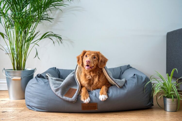 Best Dog Toys And Accessories